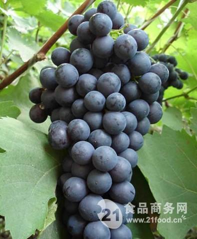 夏黑葡萄行情分析与展望
