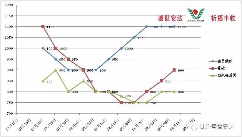 山东洋葱价格最新行情及温馨日常体验分享